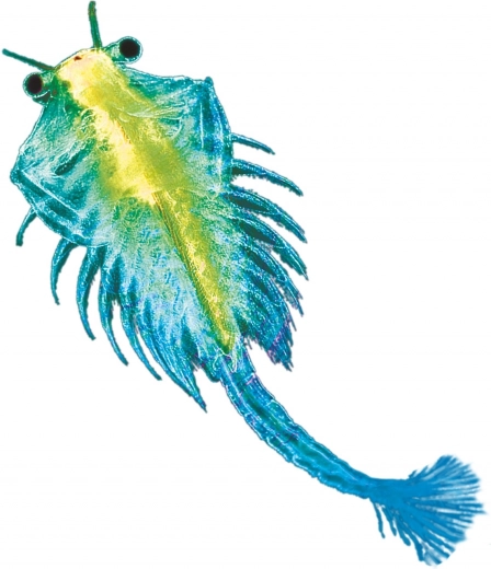 Minden egy csomagban a könnyű kezdéshez