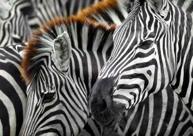 Enjoy zebra puzzle 1000 darabos