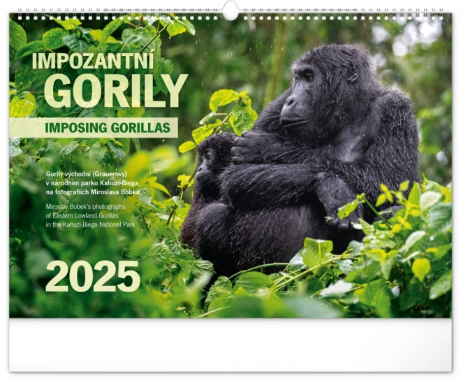 Notique lenyűgöző gorillák falinaptár 2025