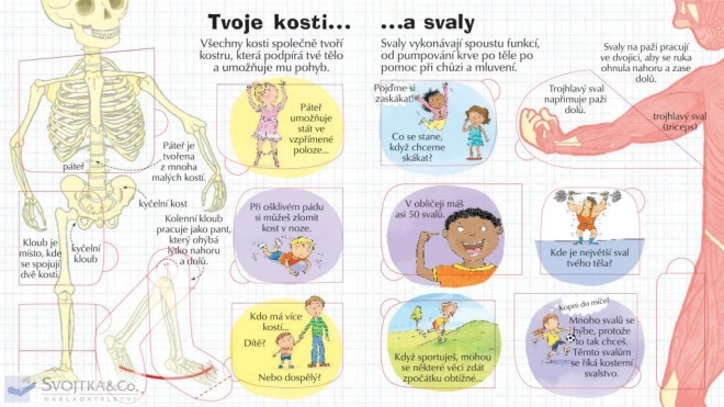 Nézd meg a tested