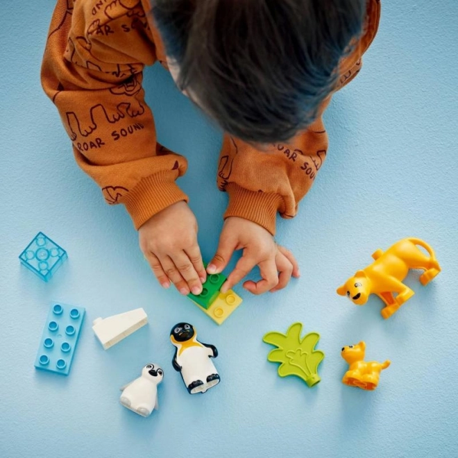 Duplo vadvilági családok: Pingvinek és oroszlánok