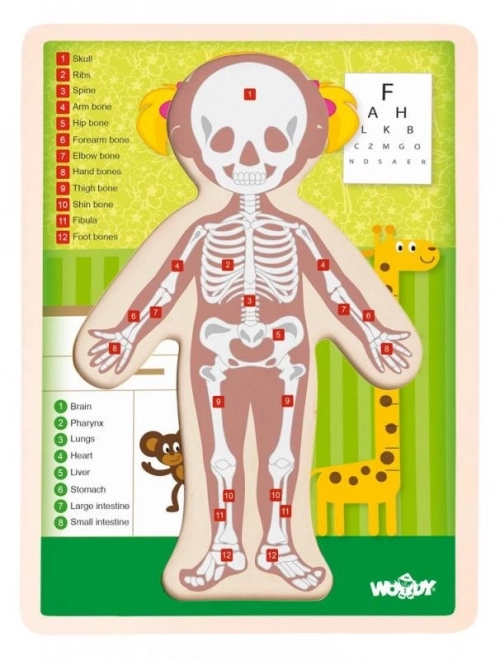 Kétoldalas puzzle - emberi test kislány angol nyelven