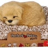 Ugatozó arany retriever a fekhelyén