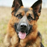 Gyémántfestés Német juhászkutya 30x40 cm