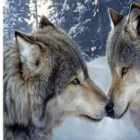 Norimpex gyémánt festés Farkas együttes 30x40 cm