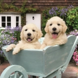 Ravensburger puzzle Arany retrieverek 200 darab