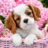 Puzzle 180 darabos Kiskutya rózsaszín virágok között