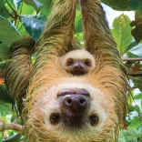 Puzzle EUROGRAPHICS Save Our Planet: Lajhárok XL 250 darab