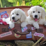 Ravensburger Puzzle utazó kiskutyák 100 darab