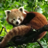 Puzzle Panda vörös színben a Ravensburgertől