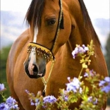 Gyémántfestés Lógyengédség 30 × 40 cm