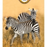 KOH-I-NOOR színesceruza-készlet, 24 db