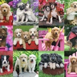 Ravensburger puzzle kiskutyák 500 darab