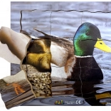 Rétegezett fa puzzle - Kacsa és életciklusa - 19 darab