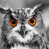 Puzzle Kíváncsi bagoly 1000 darab ENJOY