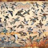 Puzzle COBBLE HILL Észak-amerikai kacsák 1000 darabos