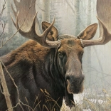 COBBLE HILL Kirakó – Jávor 500 darab