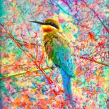 Puzzle Boldog madárka 1000 darab