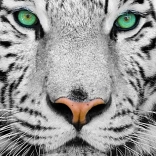 Enjoy puzzle fehér szibériai tigris 1000 darab