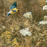 COBBLE HILL puzzle – Anna királynő csipkéje és amerikai aranyvessző, 500 darab