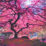 Rózsaszín fa puzzle 1000 darab