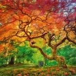 Cherry Pazzi kirakó A fa koronája 1000 darab