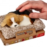 Ugató beagle a fekhelyen