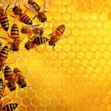 Puzzle 1000 darabos Természet - Méhek