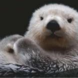 Puzzle 500 darabos - Vidra