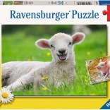 Ravensburger puzzle háziállatok 2×12 darab