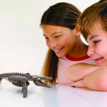 4M Moszaszaurusz Csontváz