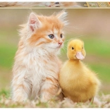 Educa puzzle aranyos barátok 500 darab