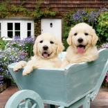 Puzzle ANATOLIAN – Kiskutyák a kocsiban, 260 darab