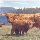 Skót Felföldi Marha Puzzle 1000 Darab