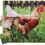 Réteges fa puzzle a tyúk életciklusa