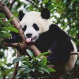 Ravensburger Panda puzzle 500 darabbal