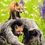 RAVENSBURGER puzzle – Kíváncsi rókák, XXL, 300 darab