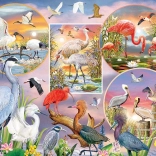 Bűbájos vízimadarak puzzle 1000 darab