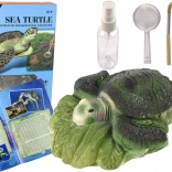 Oktatási készlet Ammonit és Teknőskövületek