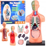 Oktató emberi test modell kivehető szervekkel, mini 15 cm