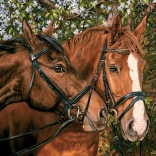 Puzzle Barátok örökké XL 275 darab Cobble Hill-től