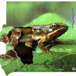Just Jigsaws Béka és annak életciklusa - fa réteges puzzle