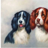 Gyémántszemes festés Szőrös páros 30 × 40 cm