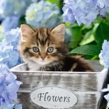 RAVENSBURGER puzzle – Kiscica XXL, 300 darab