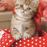 TREFL puzzle aranyos kiscica 54 darab