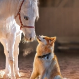 1000 darabos puzzle – Ló és kutya – egyedülálló barátság