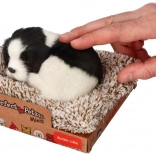 Alvó border collie a fekhelyen