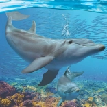 Eurographics Puzzle Delfinek XL 250 darabos