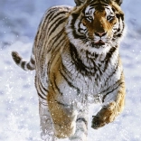 Ravensburger puzzle Tigris télen 500 darab