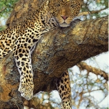 Leopárd Kirakós 1000 darabos